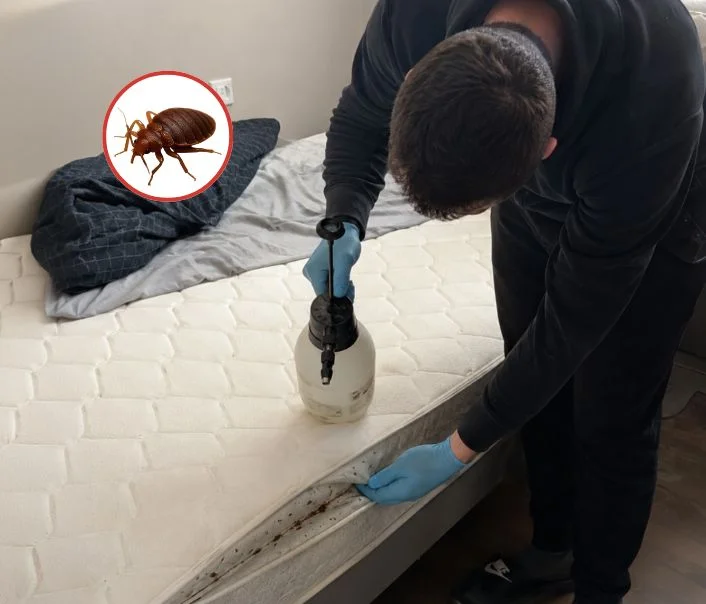 Technicien traitant un matelas contre les punaises de lit à Vaux-sur-Seine